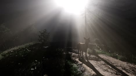 Deer-Female-in-Forest-in-Fog